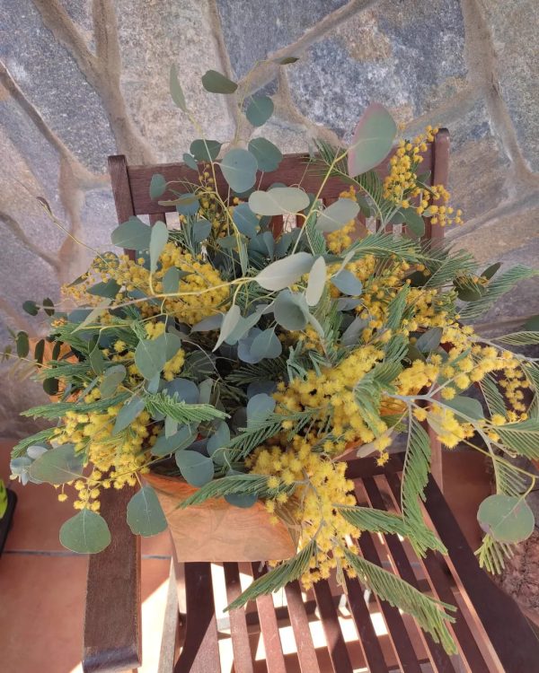 Ramo de Mimosa - Imagen 3