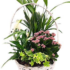 Cesta Pink