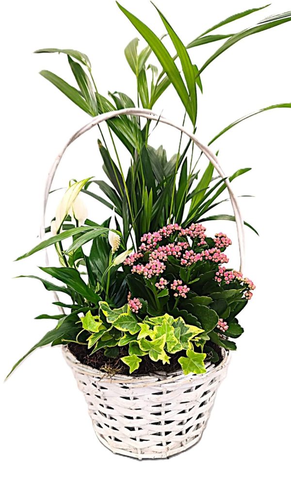 Cesta Pink