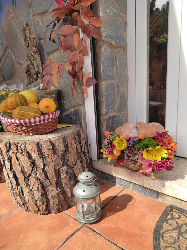 Bloom Pumpkin - Imagen 5